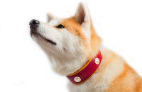 Collier chien Rose Berry