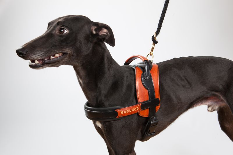 Harnais pour chien en cuir avec poignée - Atelier Napoléon Harnais pour chien en cuir avec poignée - Atelier Napoléon