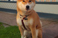 Harnais Shiba Inu et sa laisse réglable