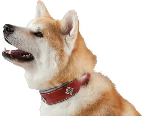 collier chien akita inu en cuir 