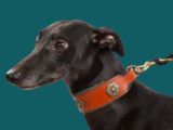 Collier large pour chien & lévrier - SOFT IRISH