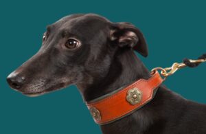 Collier large pour chien & lévrier - SOFT IRISH