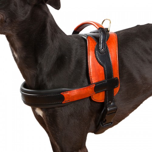 Harnais en H , de luxe multifonction - modèle en cuir pour chien