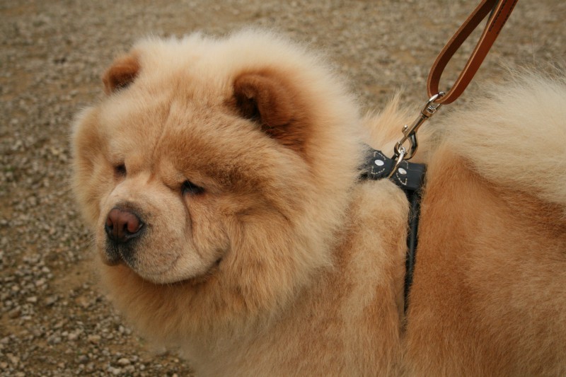 Harnais Chow Chow En Cousu Rond Les Cuir Ronds De L