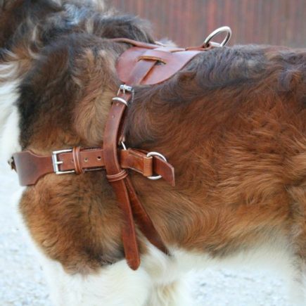 Harnais en cuir pour chat - création artisanale française