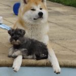 Miko Akita et Angélique, jeune schnauzer nain poivre et sel