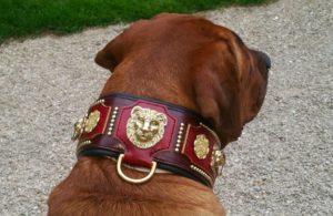 Collier chien impérial - LE MOLOSSE