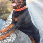 collier rottweiler