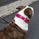 collier en cuir Epée pour Bouledogue anglais