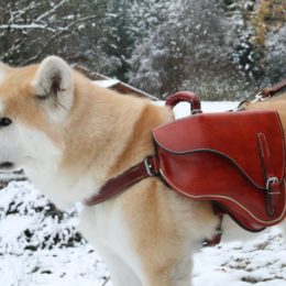 Harnais de bat chien
