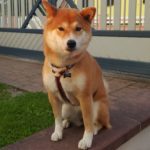 harnais shiba inu