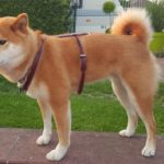 harnais en cuir pour Shiba Inu_1