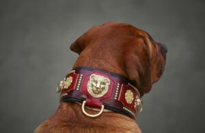 Collier TOSA INU en cuir - Modèle EMPEREUR