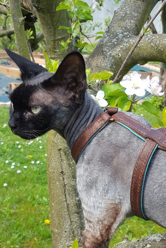 Harnais en cuir pour chat - création artisanale française