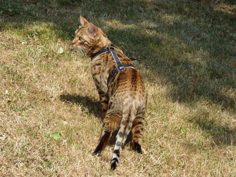 Harnais en cuir pour chat - création artisanale française