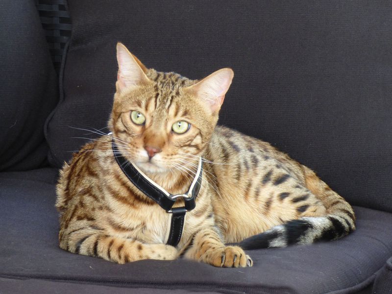 Harnais chat Black Skin - Harnais pour chat en cuir et sur mesure