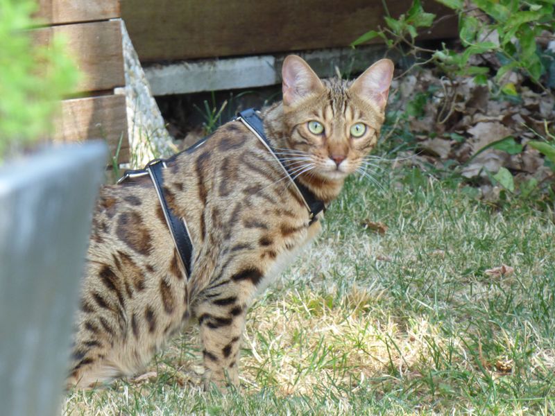 Harnais en cuir pour chat - création artisanale française