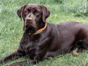 Labrador avec collier chien cuir rond et prénom - Atelier Napoléon