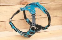 Harnais en cuir pour chien avec Plastron
