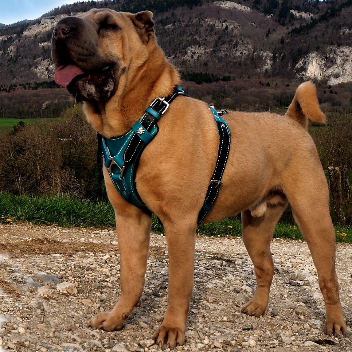 Harnais en cuir pour chien avec plastron grand confort - création française