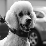 quel colliers ou harnais en cuir pour un caniche Royal
