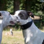 collier et fleur de lys pour Greyhound