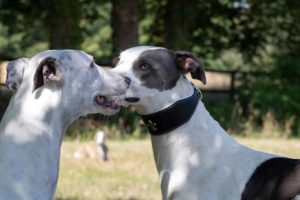 collier et fleur de lys pour Greyhound
