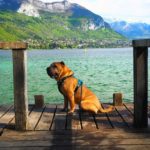 Sharpey avec harnais en cuir au Lac d'Annecy