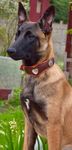 portrait malinois avec collier cuir forme v et coeur vue 4