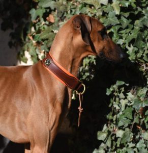 collier cuir marron orange pour lévrier Azawakh