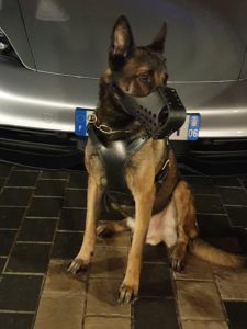 harnais chien sécurité cuir plastron modèle COBRA sur Malinois vue 6