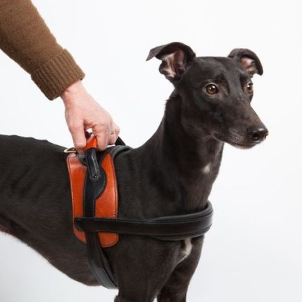 Harnais en cuir pour chien - Sur mesure - Ergonomique - L'Explorateur