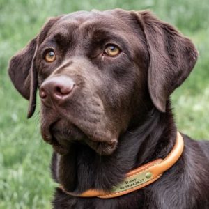 portrait labrador avec collier en cuir cousu rond