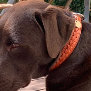 portrait labrador avec collier en cuir tressé