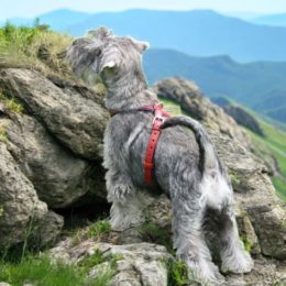Nos Harnais en cuir réservés aux PETITS CHIENS