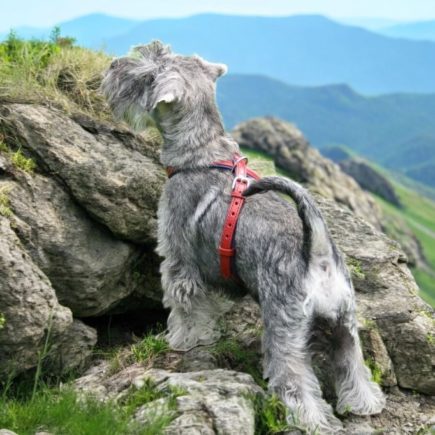 Nos Harnais en cuir réservés aux PETITS CHIENS