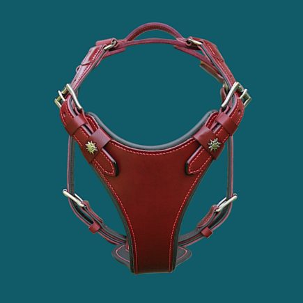 Le PLASTRON - Un harnais en cuir qui sublime les MOLOSSES