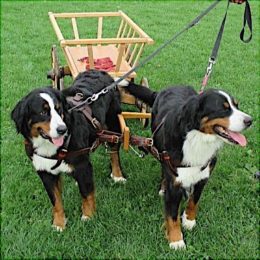Nos Harnais d'Attelage en cuir pour chien