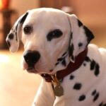 Quel collier ou harnais pour un dalmatien - la sélection en cuir d'Atelier Napoléon