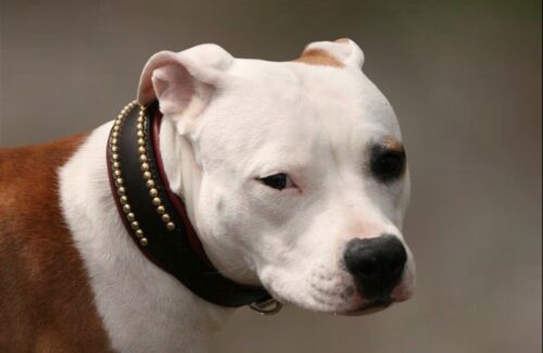 Collier en cuir clouté pour Amstaff - Modèle ROMA
