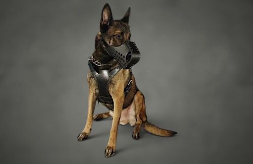Harnais Malinois en cuir avec plastron - Modèle tactique COBRA